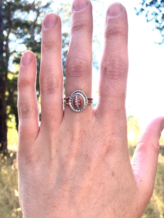 Cowrie Shell Ring in Sterling Silver, size 6